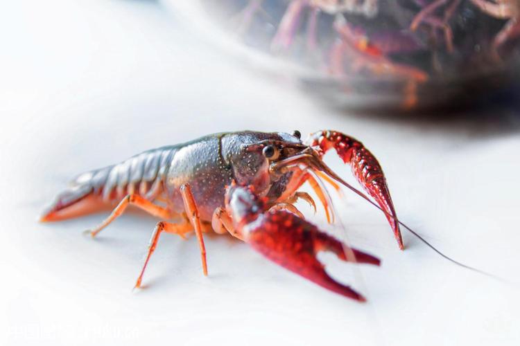 淡水小龙虾与其它甲壳类水产品相比有何不同